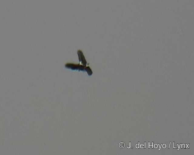 Schreiseeadler - ML201256931