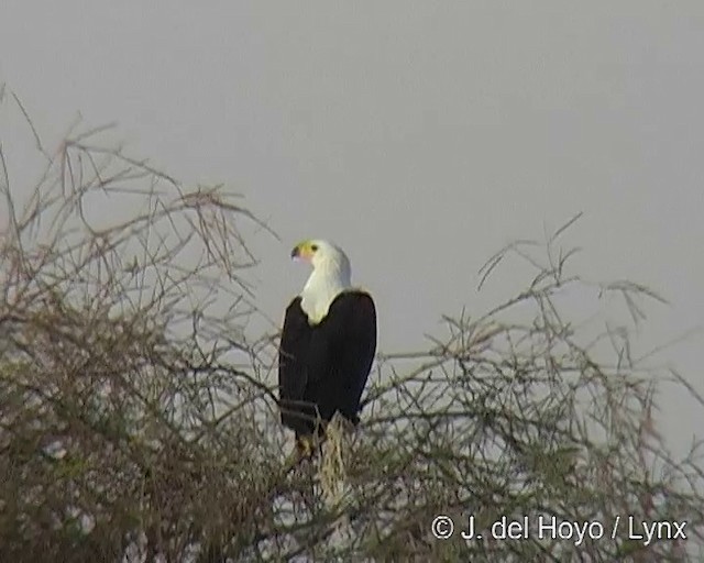 Schreiseeadler - ML201256941