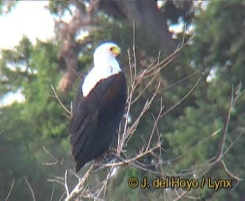 African Fish-Eagle - ML201256951