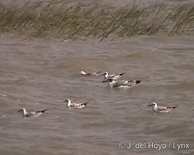 Pallas's Gull - ML201257021