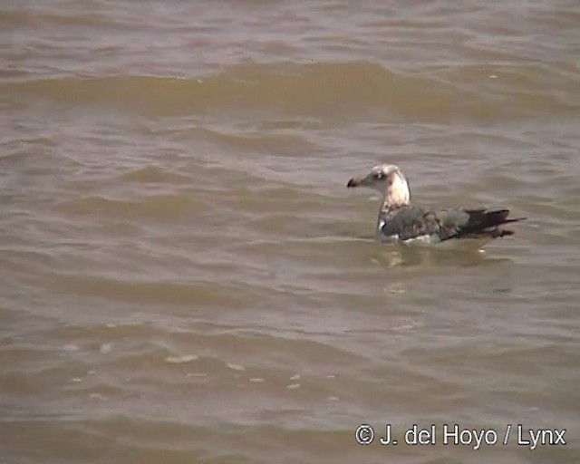 Pallas's Gull - ML201257031