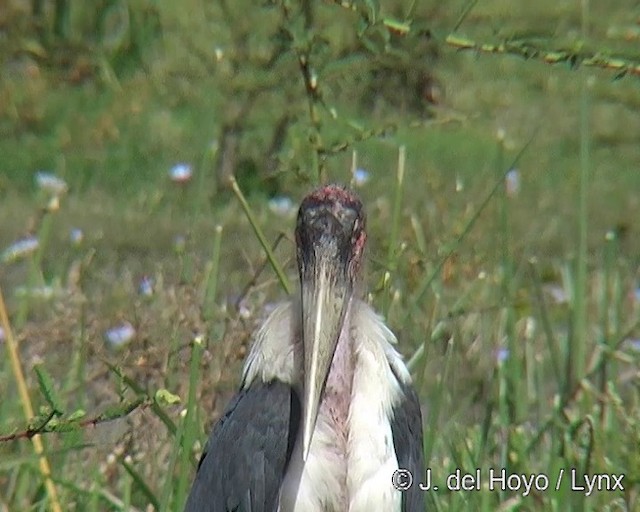 Marabou Stork - ML201257041