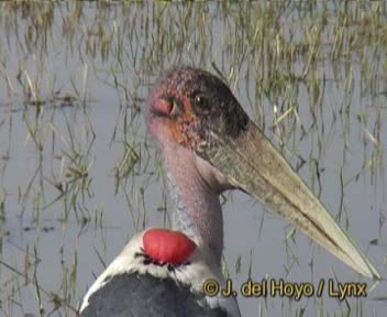 Marabou Stork - ML201257071