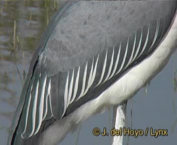 Marabou Stork - ML201257081