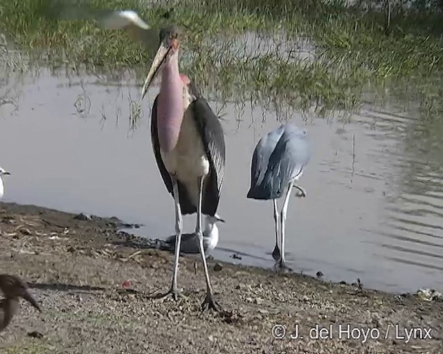 Marabou Stork - ML201257091