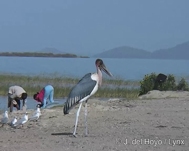 Marabou Stork - ML201257101