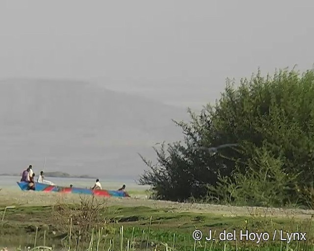 Marabou Stork - ML201257111