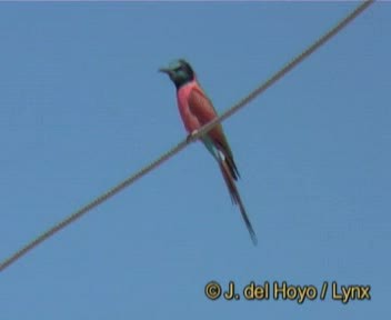 Northern Carmine Bee-eater - ML201257131