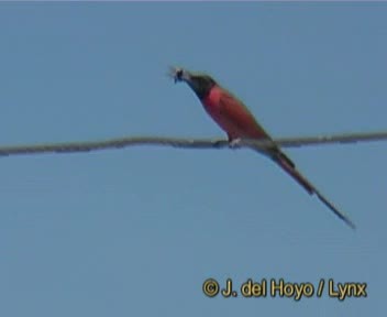 Northern Carmine Bee-eater - ML201257151