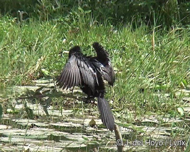 Long-tailed Cormorant - ML201257191