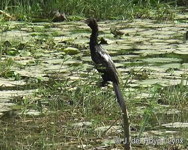 Long-tailed Cormorant - ML201257201