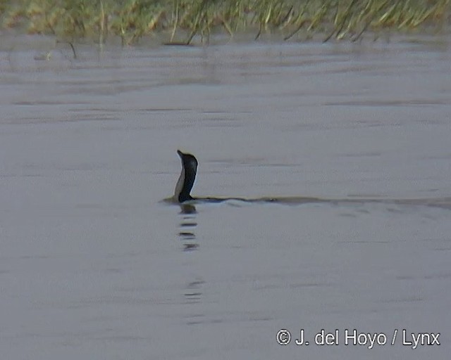 Great Cormorant (White-breasted) - ML201257211