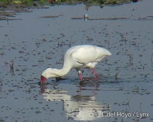 African Spoonbill - ML201257241