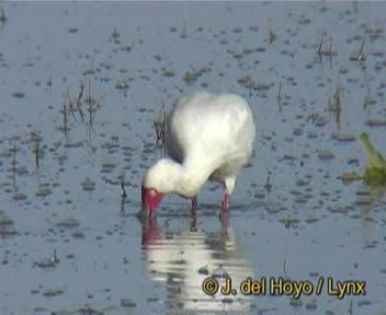 African Spoonbill - ML201257251