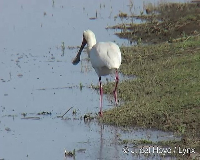 African Spoonbill - ML201257261