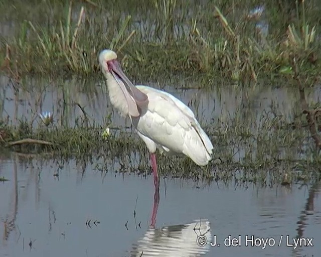 African Spoonbill - ML201257271