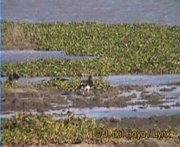 pižmovka ostruhatá (ssp. gambensis) - ML201257281