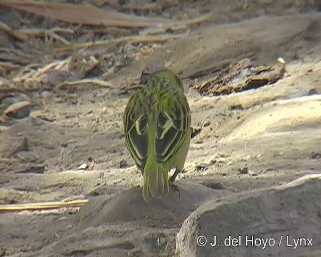 Speke's Weaver - ML201257291