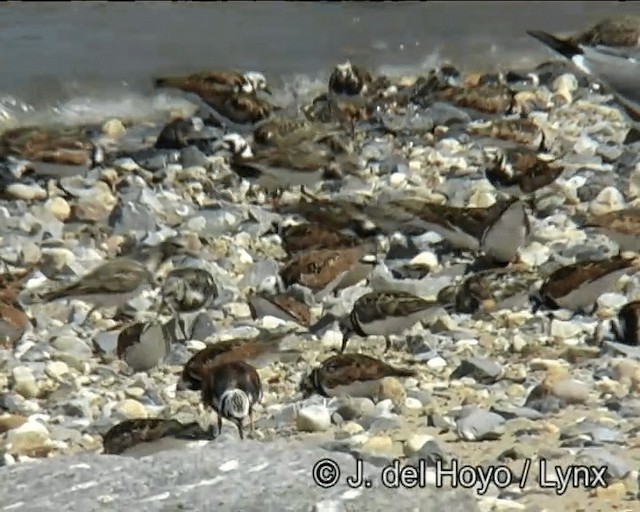 Алаг хайргач - ML201257311