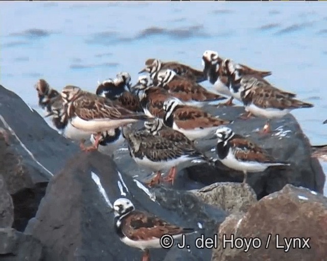 Ruddy Turnstone - ML201257321