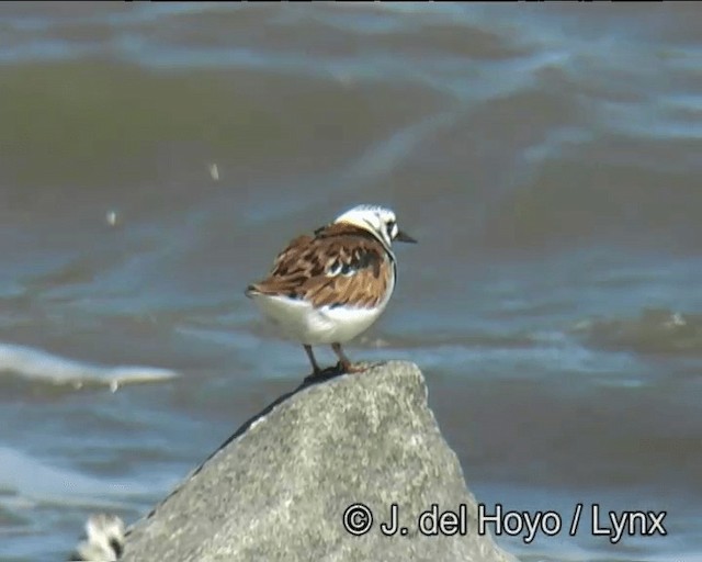 Алаг хайргач - ML201257331