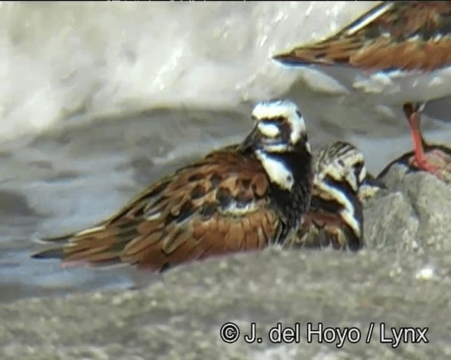 Ruddy Turnstone - ML201257341