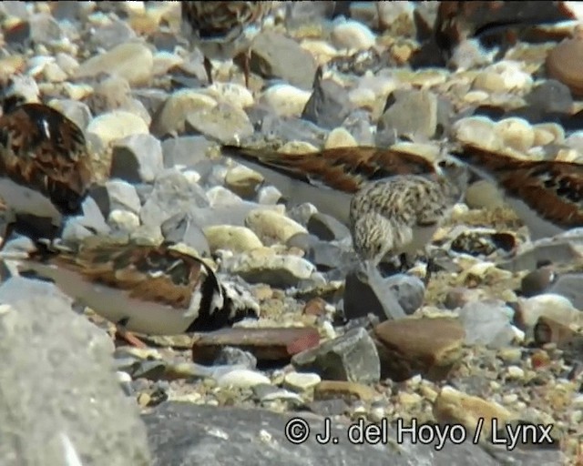 Sanderling - ML201257351