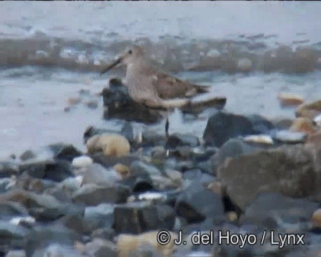 Dunlin (hudsonia) - ML201257361
