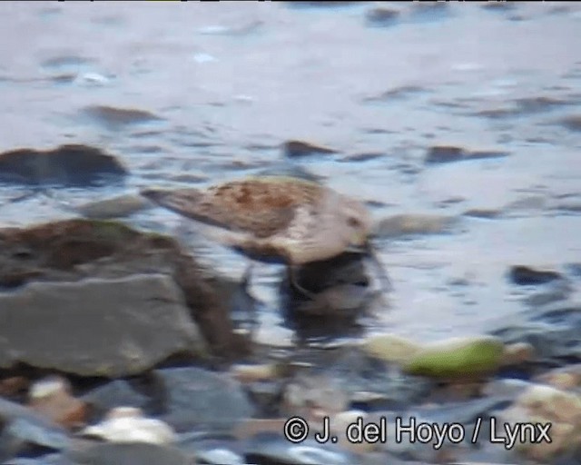 Dunlin (hudsonia) - ML201257371