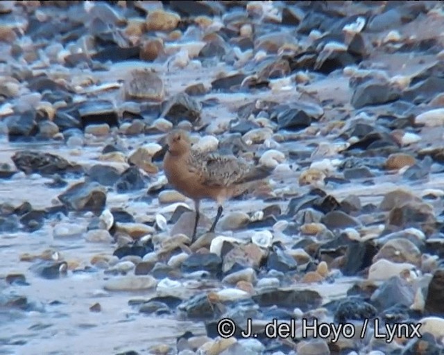 Red Knot - ML201257381