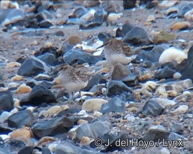 Least Sandpiper - ML201257391