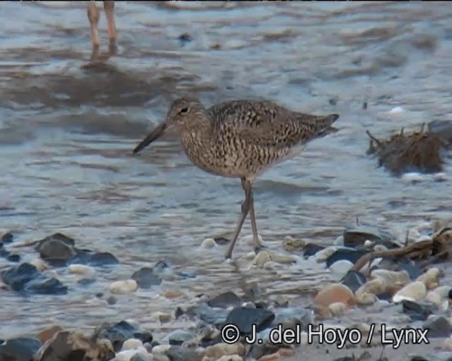 Willet (Eastern) - ML201257401