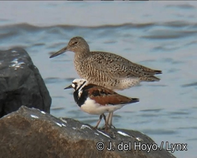 Willet (Eastern) - ML201257411