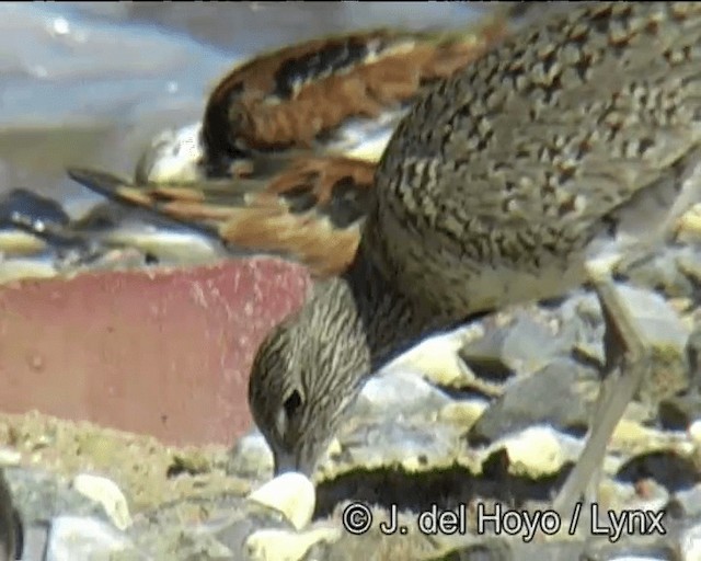 Willet (Eastern) - ML201257421