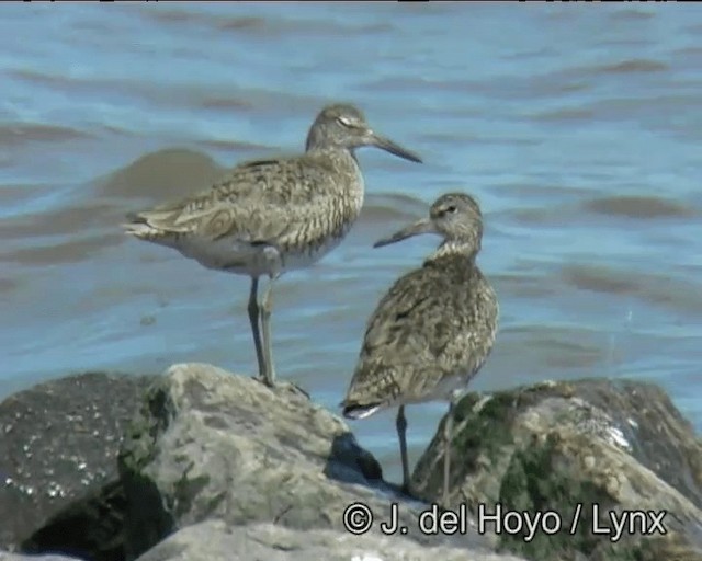 Willet (Eastern) - ML201257431