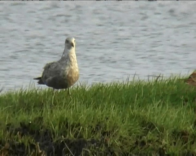 American Herring Gull - ML201257441