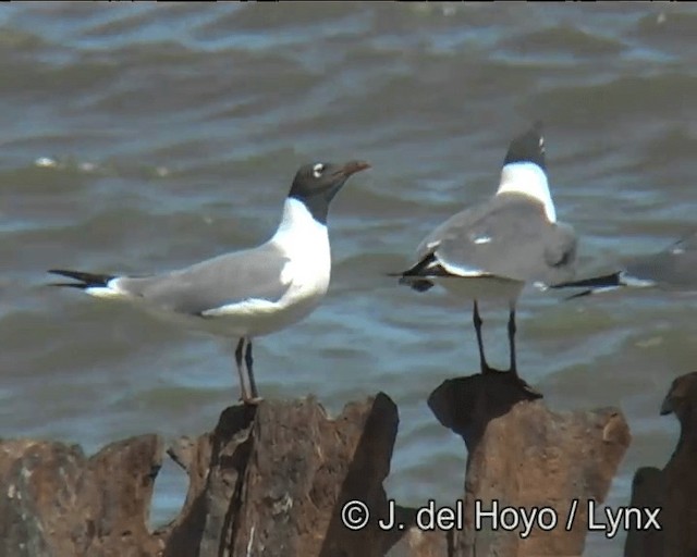 Laughing Gull - ML201257451