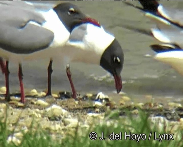 Laughing Gull - ML201257461