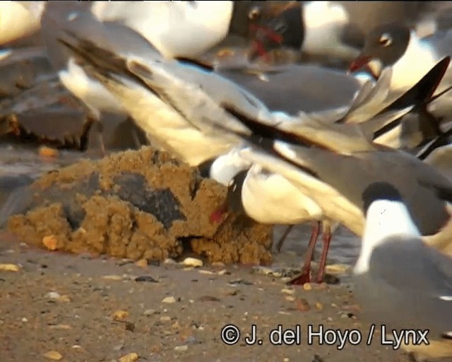 Laughing Gull - ML201257471