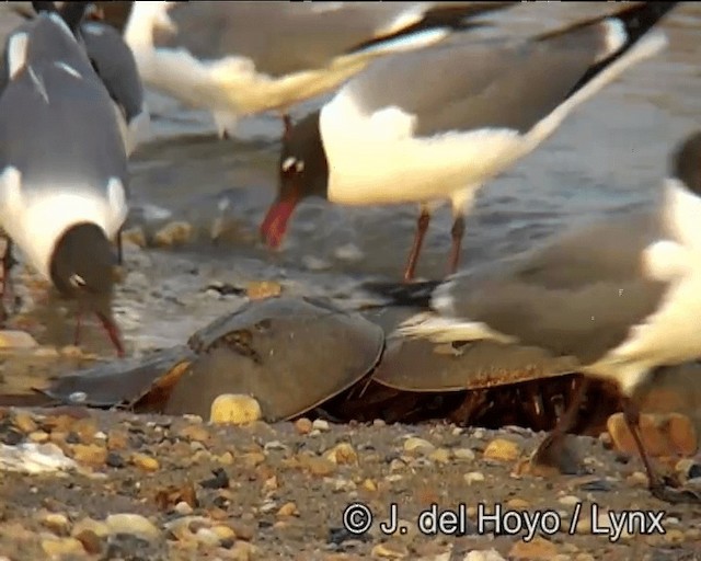 Laughing Gull - ML201257481