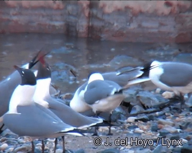 Laughing Gull - ML201257491