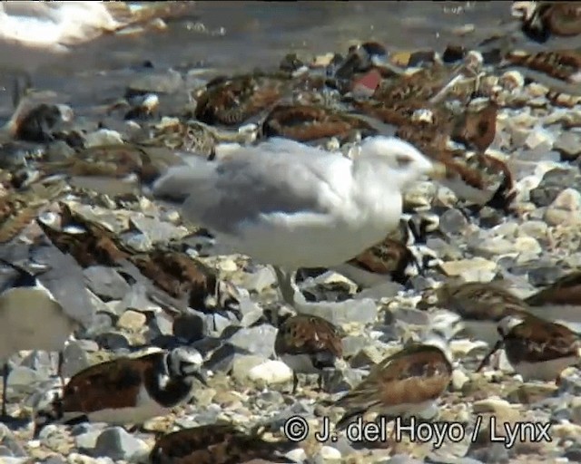 Ring-billed Gull - ML201257501