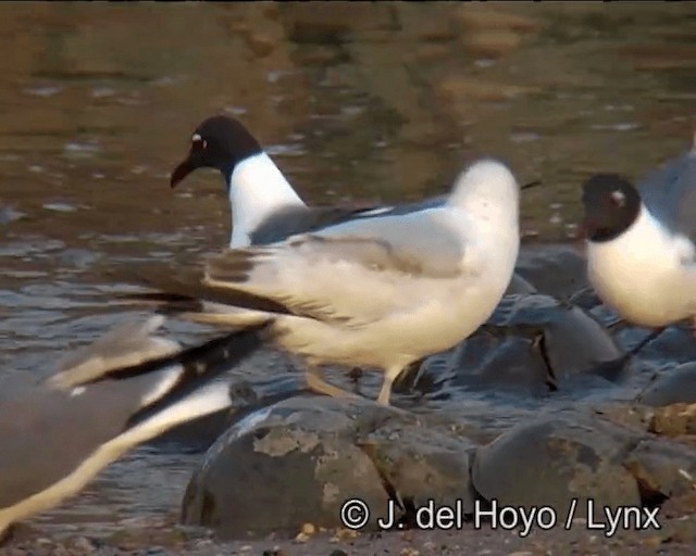 Ring-billed Gull - ML201257511