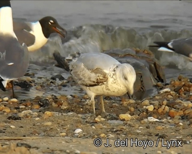 Ring-billed Gull - ML201257521