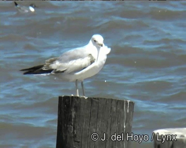 Ring-billed Gull - ML201257531