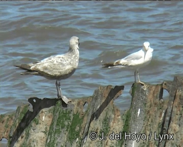 Great Black-backed Gull - ML201257541