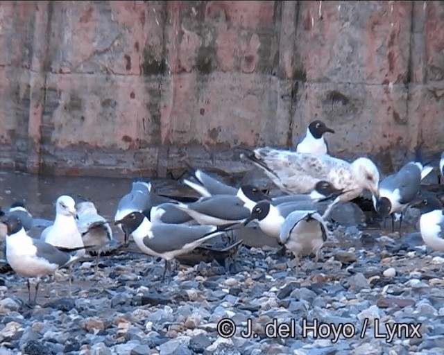 Great Black-backed Gull - ML201257551