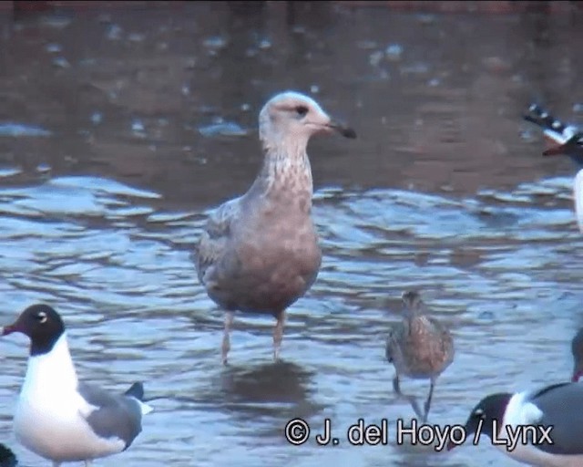 Great Black-backed Gull - ML201257561