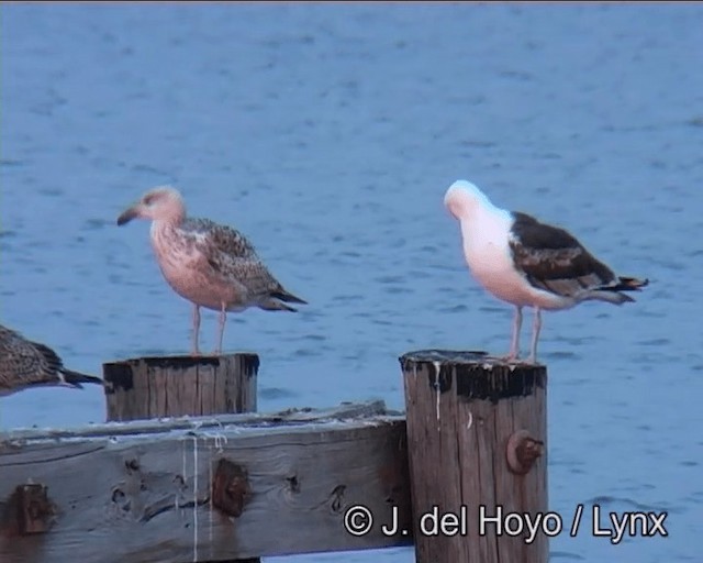 Great Black-backed Gull - ML201257571