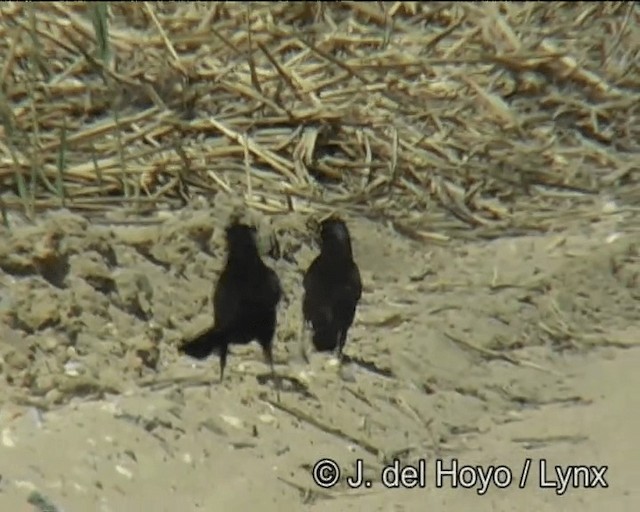 Boat-tailed Grackle (torreyi/alabamensis) - ML201257581